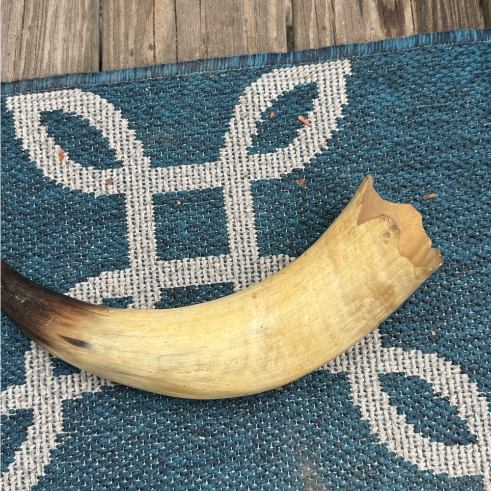 Decorative Animal Horn